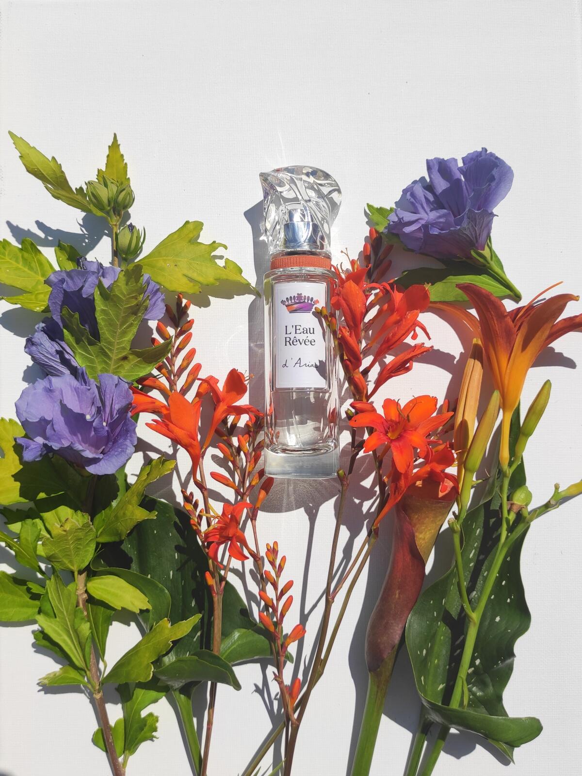 عطر ادکلن لئو رِوه دِ آریا سیسلی - L'Eau Rêvée D'Aria Sisley - بررسی، قیمت و خرید