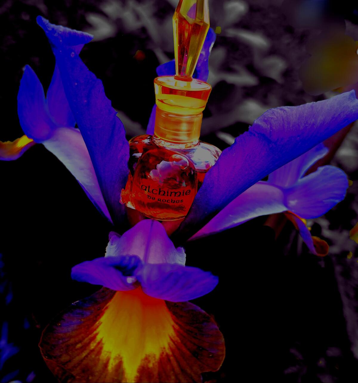 عطر ادکلن آلکیمی روچاس - Alchimie Rochas - بررسی، قیمت و خرید