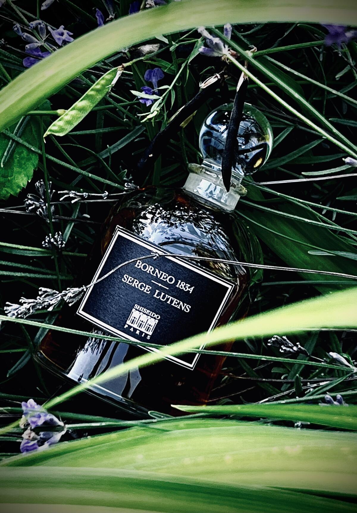 عطر ادکلن بورنئو ۱۸۳۴ سرج لوتنس - Borneo 1834 Serge Lutens - بررسی، قیمت و خرید