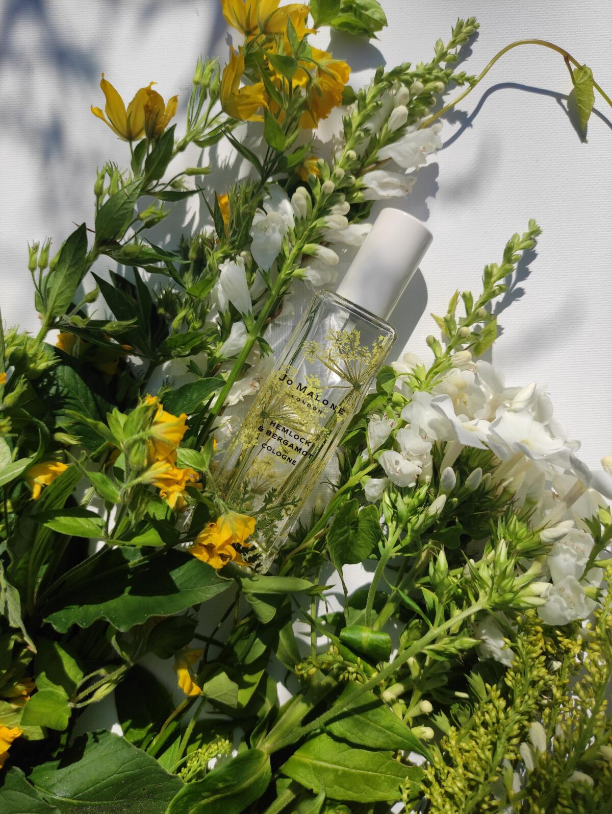 عطر ادکلن هملاک اند برگاموت جو مالون لاندن - Hemlock & Bergamot Jo Malone London - بررسی، قیمت و خرید
