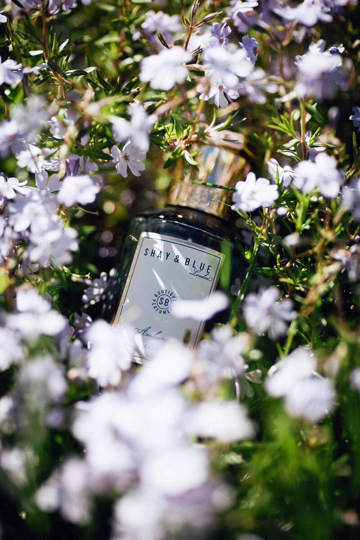 عطر ادکلن امبر رز شِی اَند بلو لاندن - Amber Rose Shay & Blue London - بررسی، قیمت و خرید