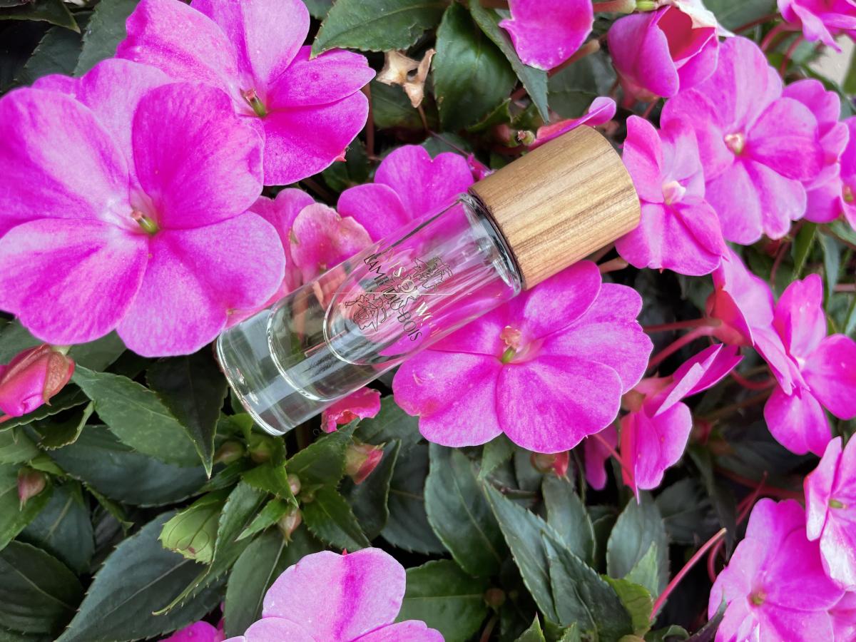 عطر ادکلن سیدر این اکیشیا سنتس آف وود - Cedar in Acacia Scents of Wood - بررسی، قیمت و خرید