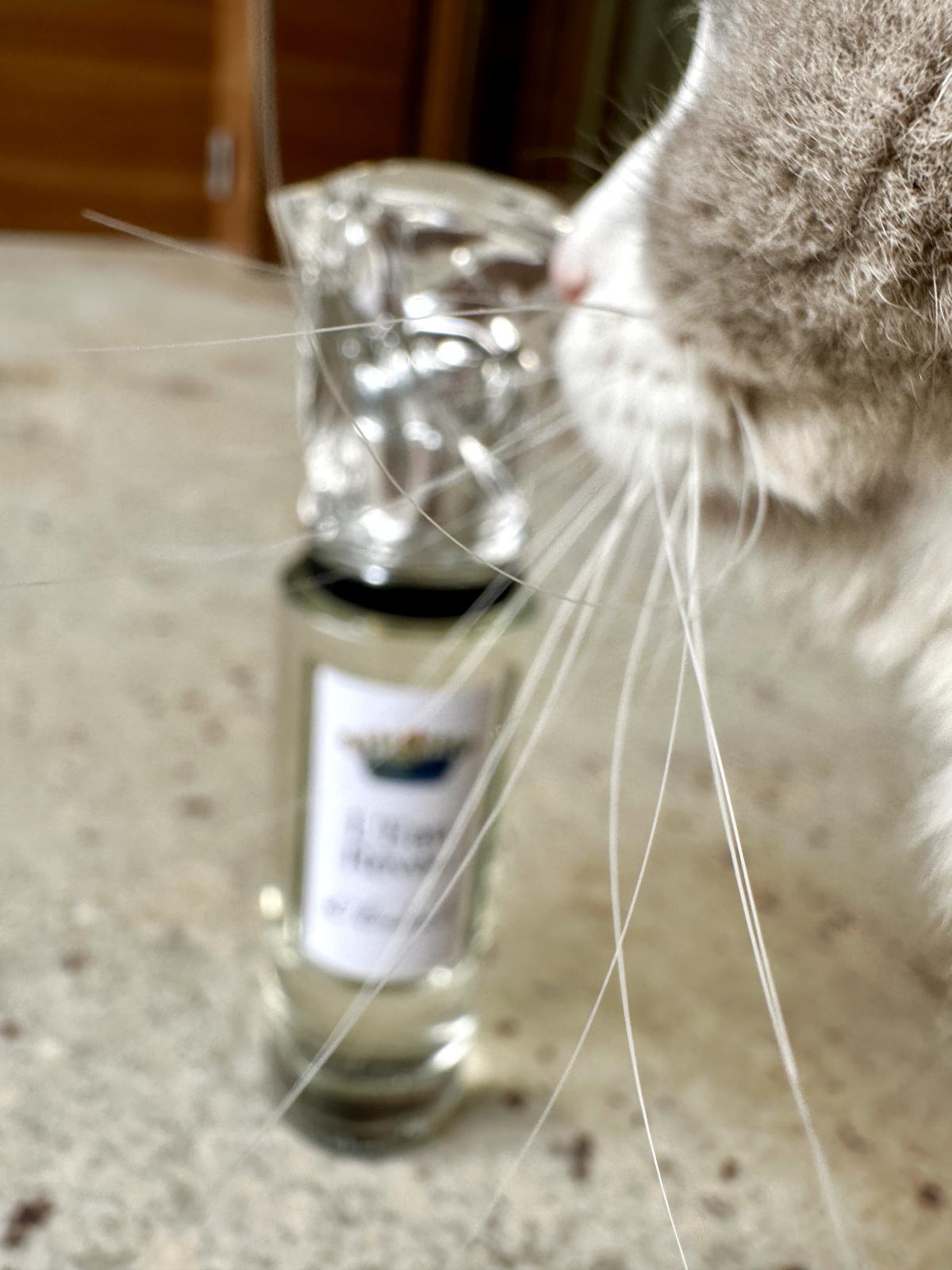 عطر ادکلن لو رِوه د اوبِغ سیسلی - L'Eau Rêvée D'Hubert Sisley - بررسی، قیمت و خرید