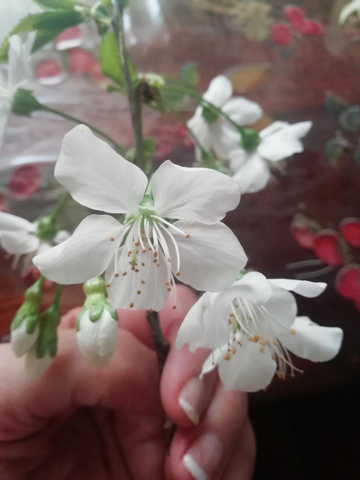 عطر ادکلن لا وُله سرجیو تاشینی - La Volée Sergio Tacchini - بررسی، قیمت و خرید