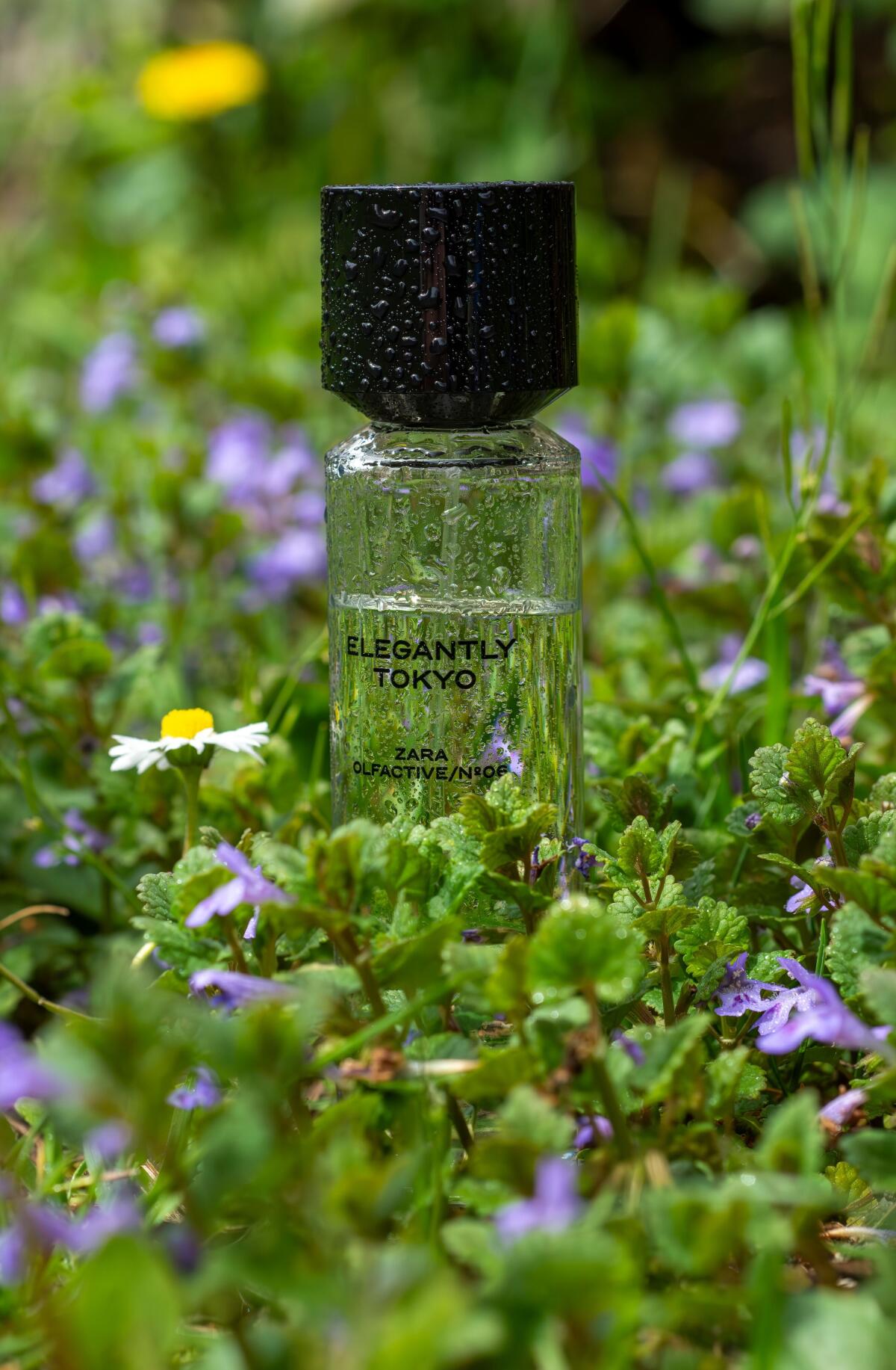 عطر ادکلن اِلِگانتلی توکیو زارا - Elegantly Tokyo Zara - بررسی، قیمت و خرید