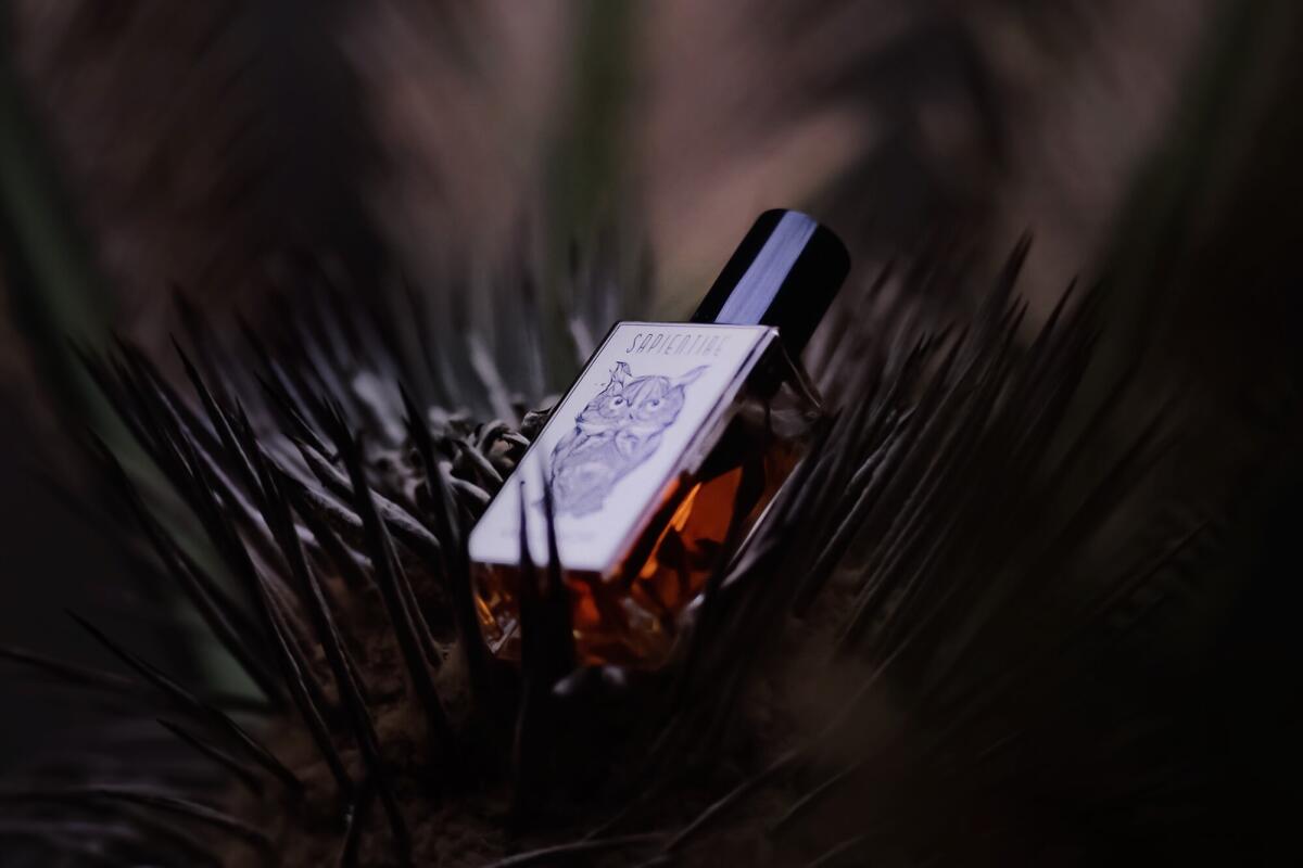 عطر ادکلن وانیل نوآر ساپینتیا نیچه - Vanille Noir Sapientiae Niche - بررسی، قیمت و خرید