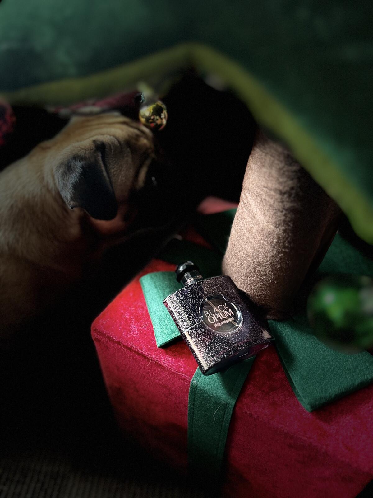 عطر ادکلن بلک اوپیوم او دو تویلت ایو سن لوران - Black Opium Eau de Toilette (2018) Yves Saint Laurent - بررسی، قیمت و خرید