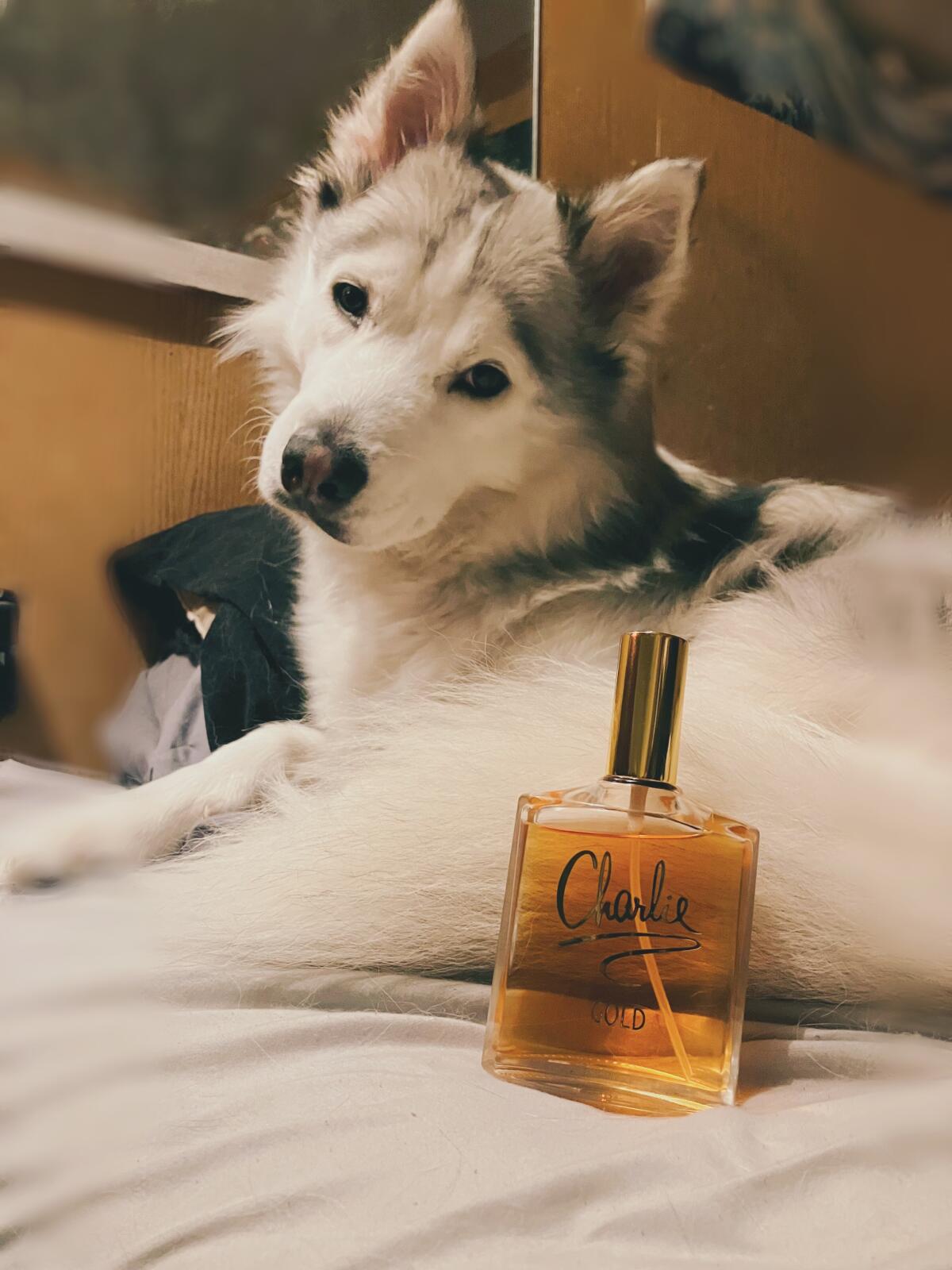 عطر ادکلن چارلی گلد رولون - Charlie Gold Revlon - بررسی، قیمت و خرید