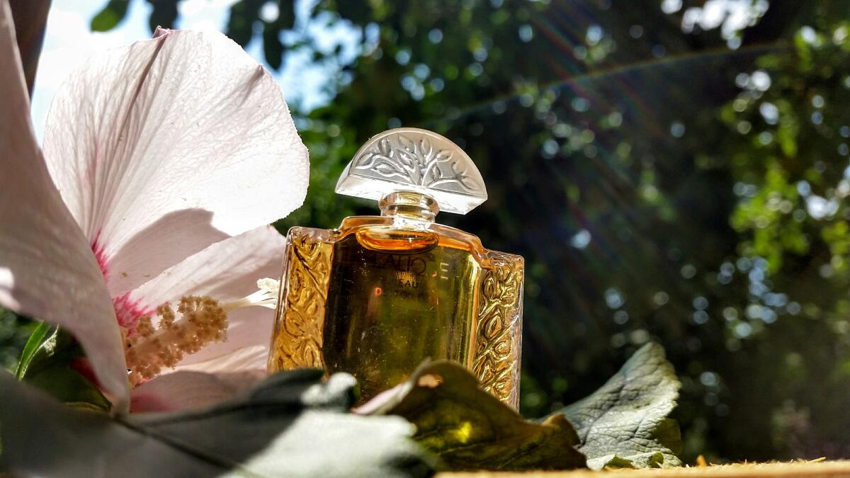 عطر ادکلن لالیک دِ لالیک توینتیث انیورسری شِورفوی اکستره دِ پرفام لالیک - Lalique de Lalique 20th Anniversary Chevrefeuille Extrait de Parfum Lalique - بررسی، قیمت و خرید