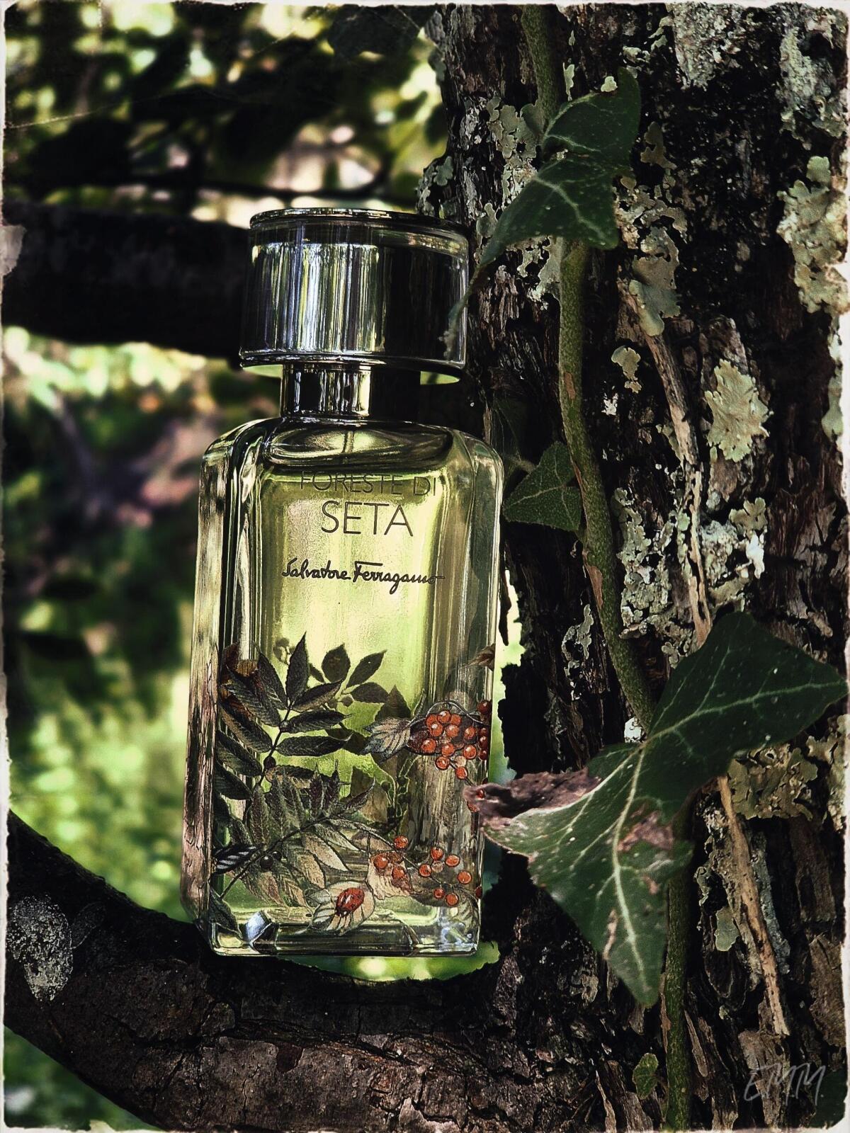 عطر ادکلن فورسته دی سِتا سالواتوره فراگامو - Foreste di Seta Salvatore Ferragamo - بررسی، قیمت و خرید