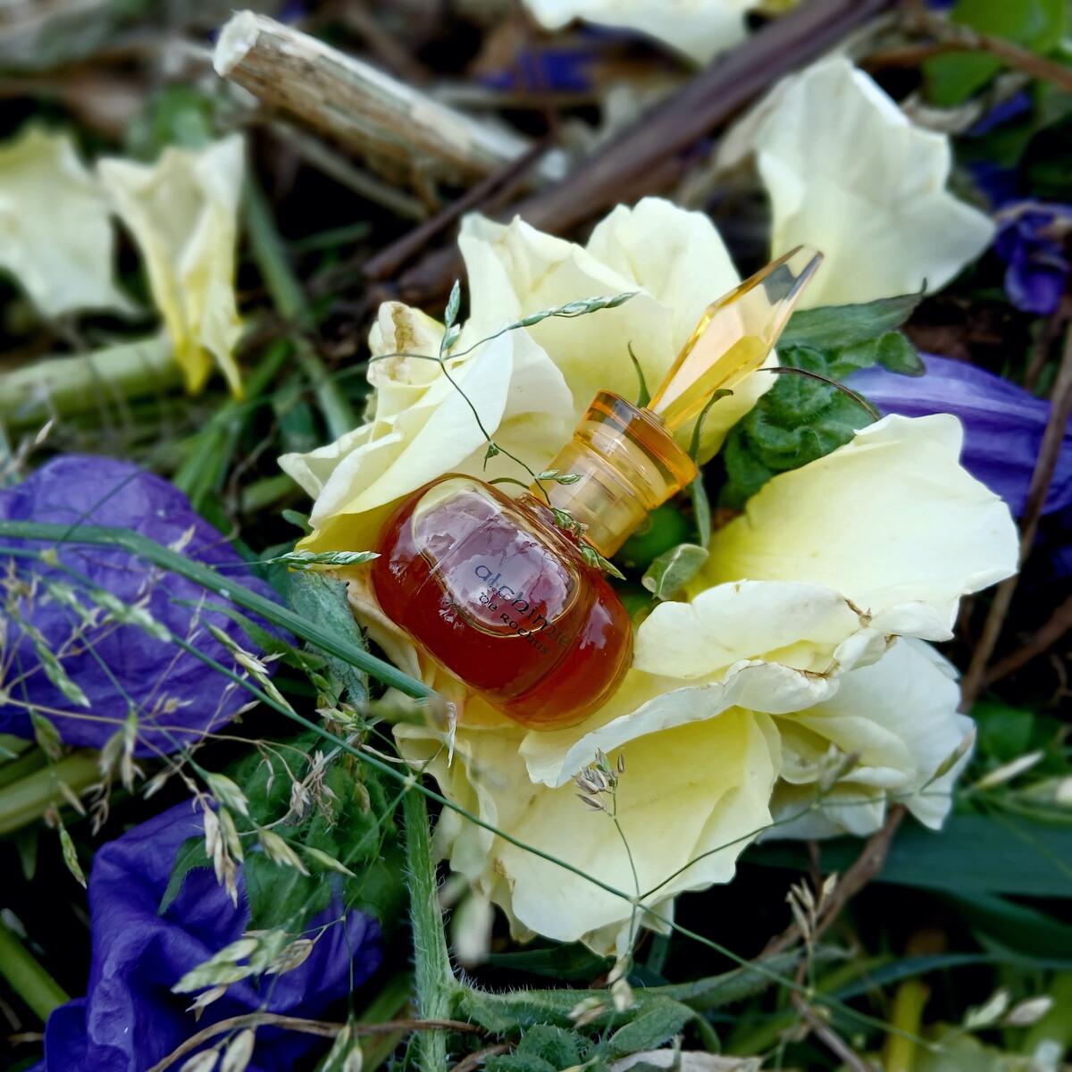 عطر ادکلن آلکیمی روچاس - Alchimie Rochas - بررسی، قیمت و خرید