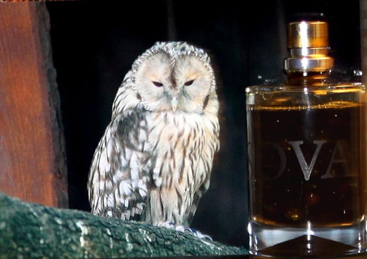 عطر ادکلن سووا اسلمبرهاوس - Sova Slumberhouse - بررسی، قیمت و خرید