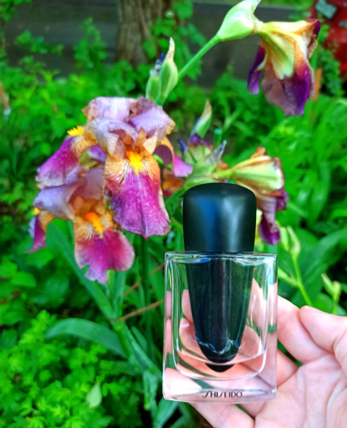 عطر ادکلن گینزا شیسیدو - Ginza Shiseido - بررسی، قیمت و خرید