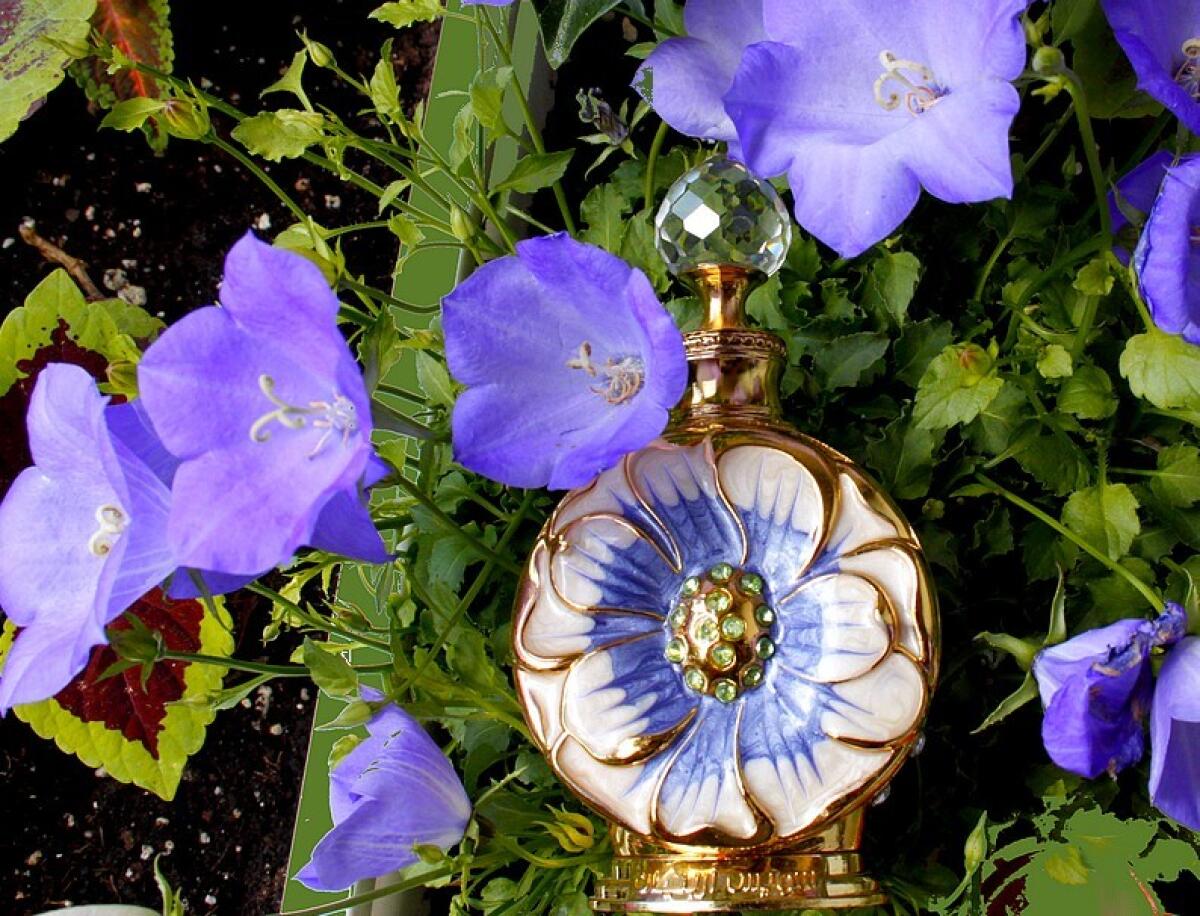 عطر ادکلن لایالی سوییس عربین - Layali Swiss Arabian - بررسی، قیمت و خرید