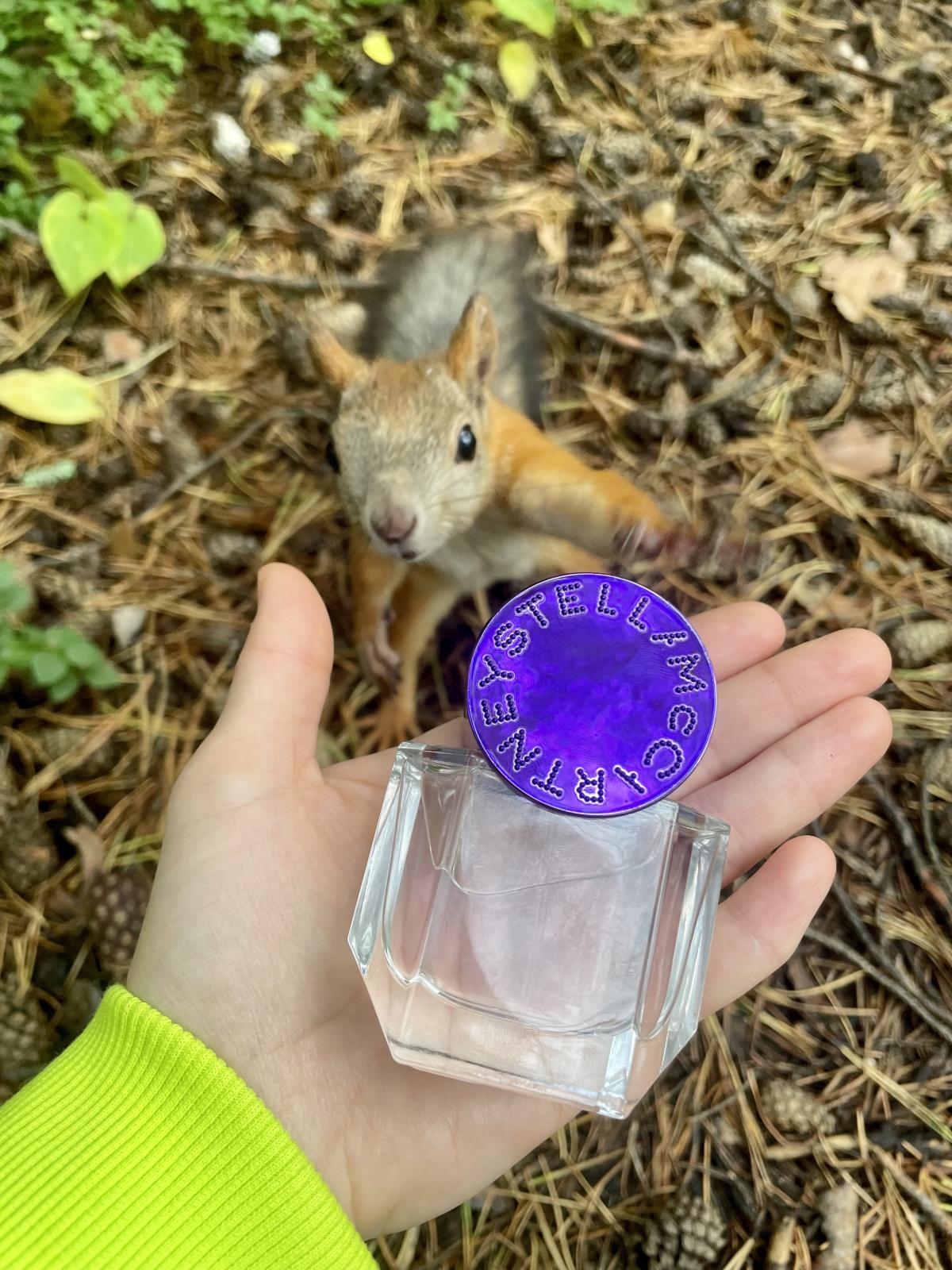 عطر ادکلن پاپ بلوابل استلا مک‌کارتنی - Pop Bluebell Stella McCartney - بررسی، قیمت و خرید