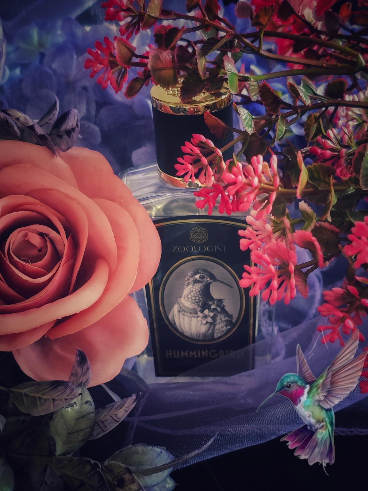 عطر ادکلن هامینگبرد زوالاجیست پرفیومز - Hummingbird Zoologist Perfumes - بررسی، قیمت و خرید