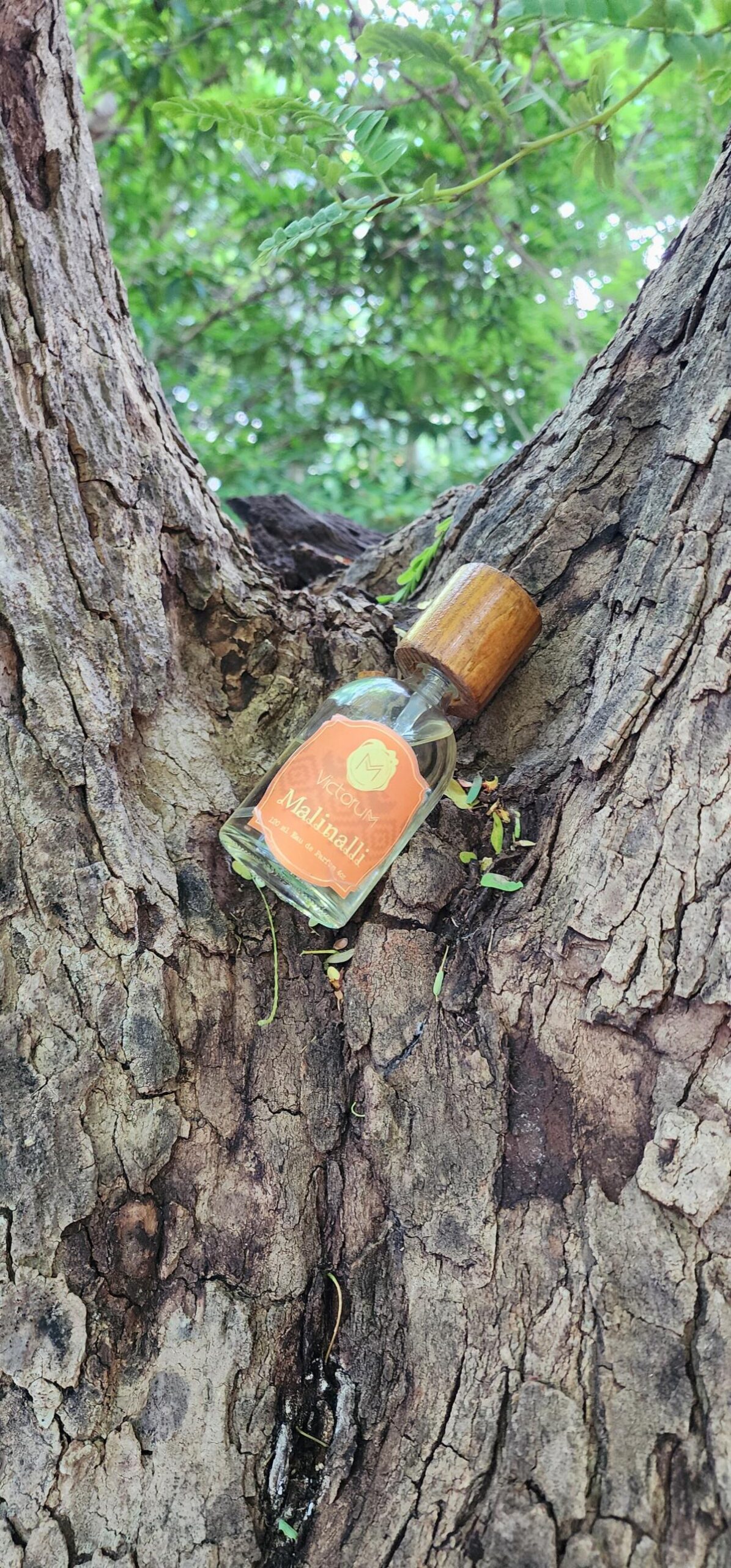 عطر ادکلن مالینالی ویکتوروم - Malinalli Victorumm - بررسی، قیمت و خرید