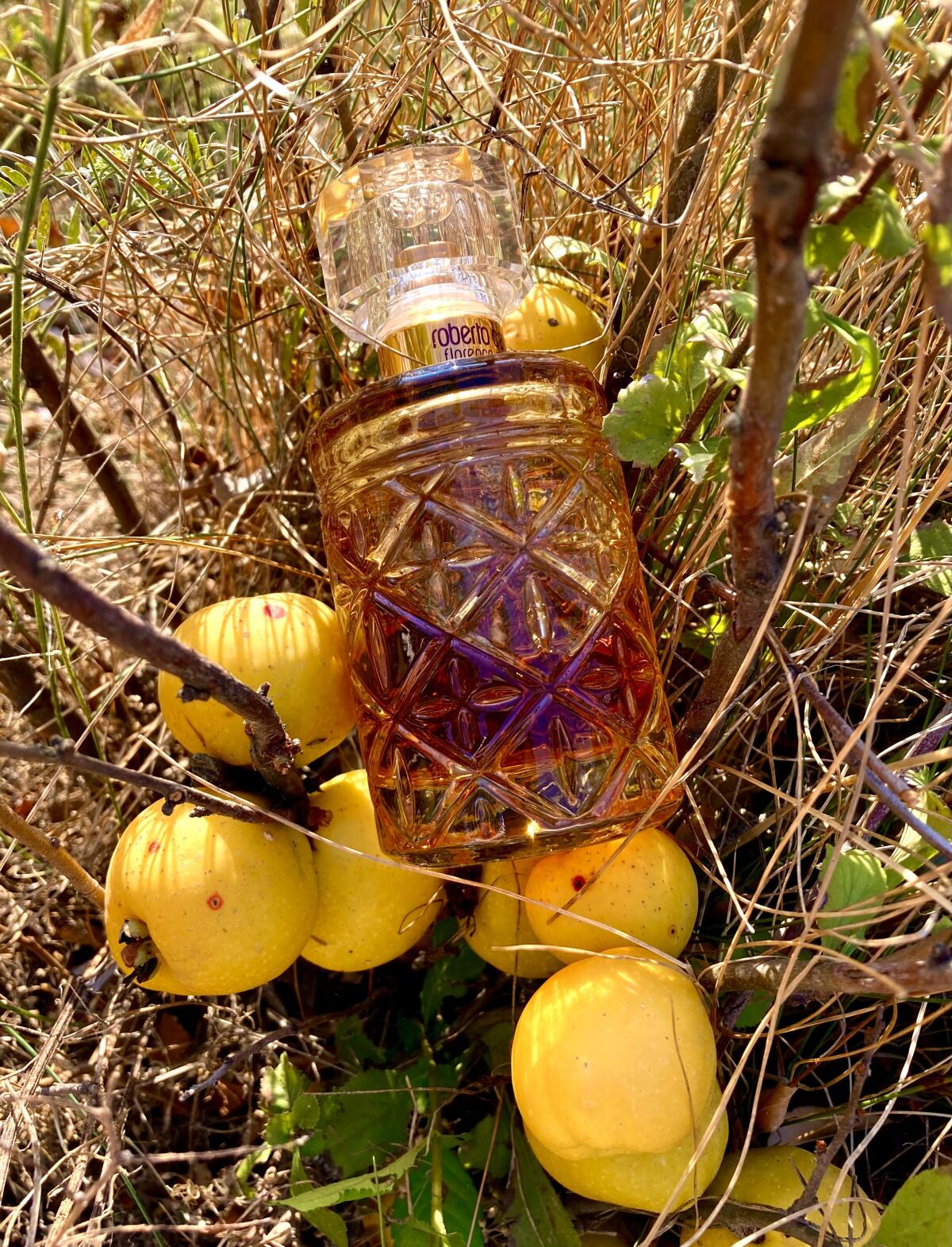 عطر ادکلن فلورنس آمبر روبرتو کاوالی - Florence Amber Roberto Cavalli - بررسی، قیمت و خرید