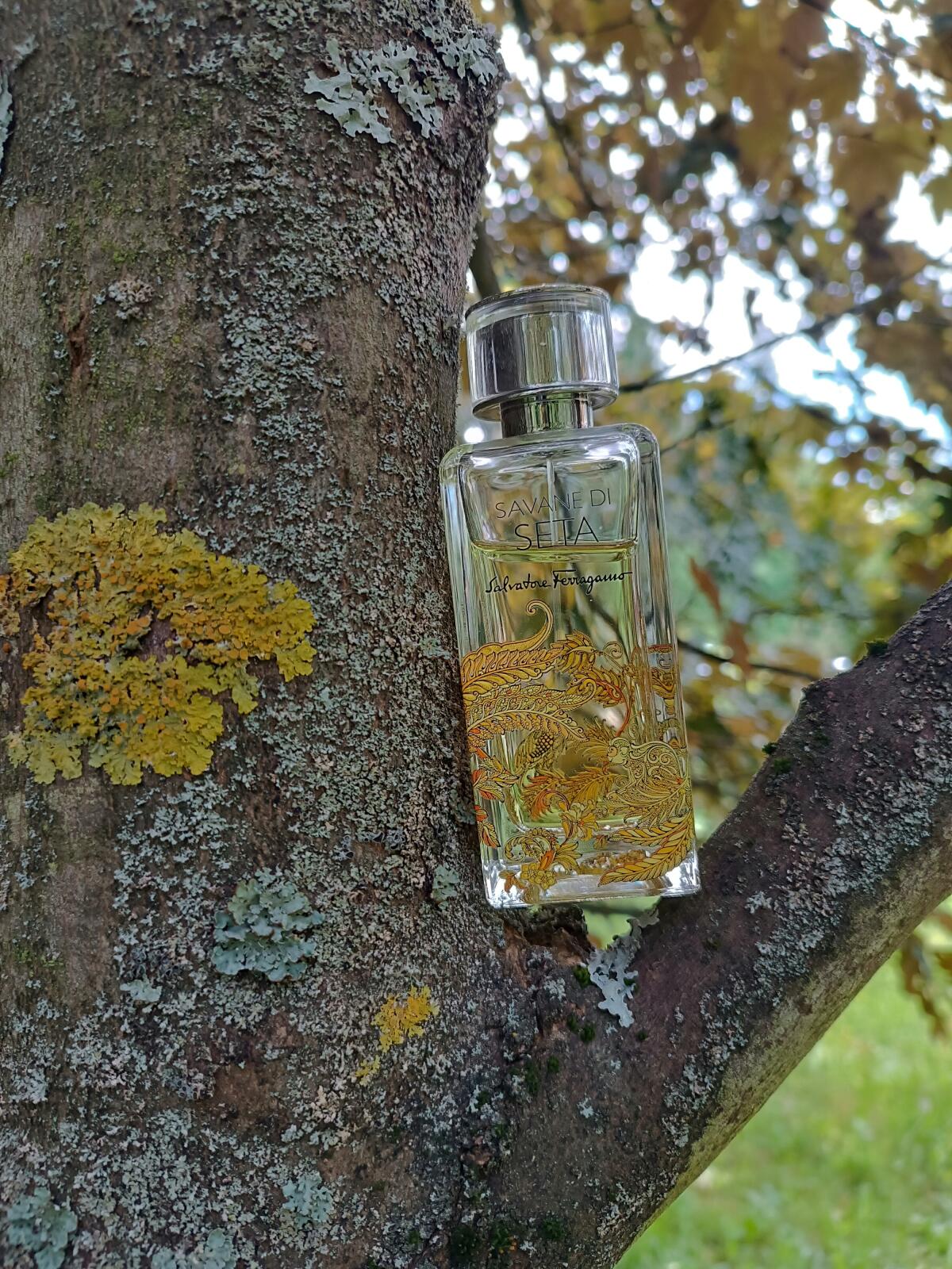عطر ادکلن ساوان دی ستا سالواتوره فراگامو - Savane di Seta Salvatore Ferragamo - بررسی، قیمت و خرید
