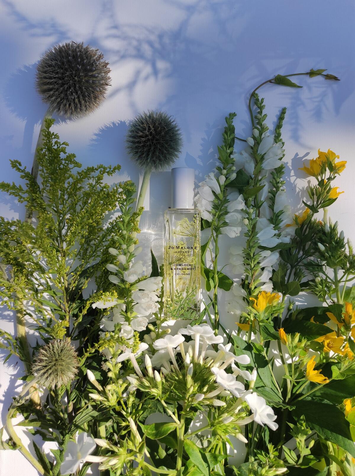 عطر ادکلن هملاک اند برگاموت جو مالون لاندن - Hemlock & Bergamot Jo Malone London - بررسی، قیمت و خرید