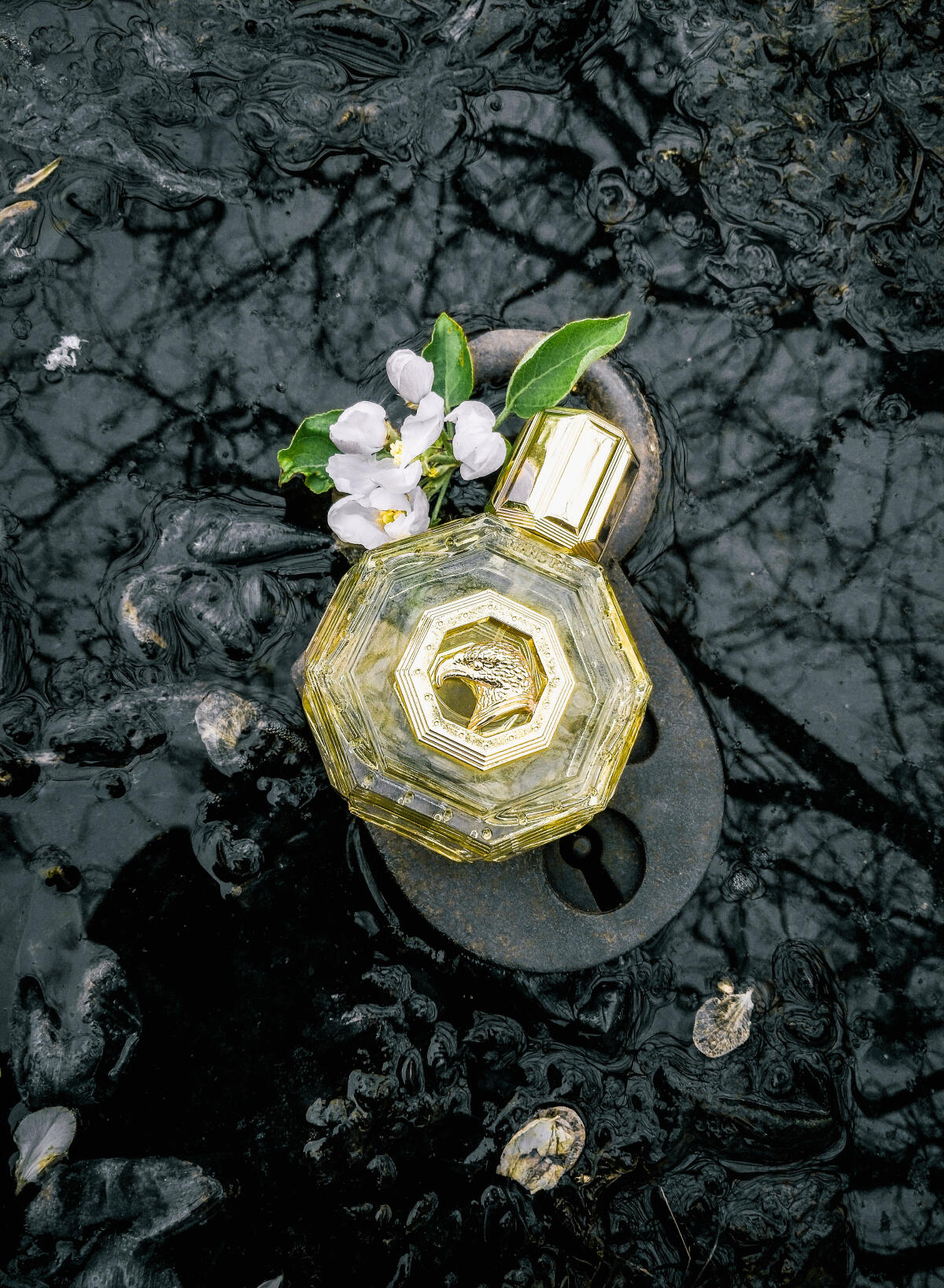 عطر ادکلن رویال ایگل گلد استفانو ریچی - Royal Eagle Gold Stefano Ricci - بررسی، قیمت و خرید