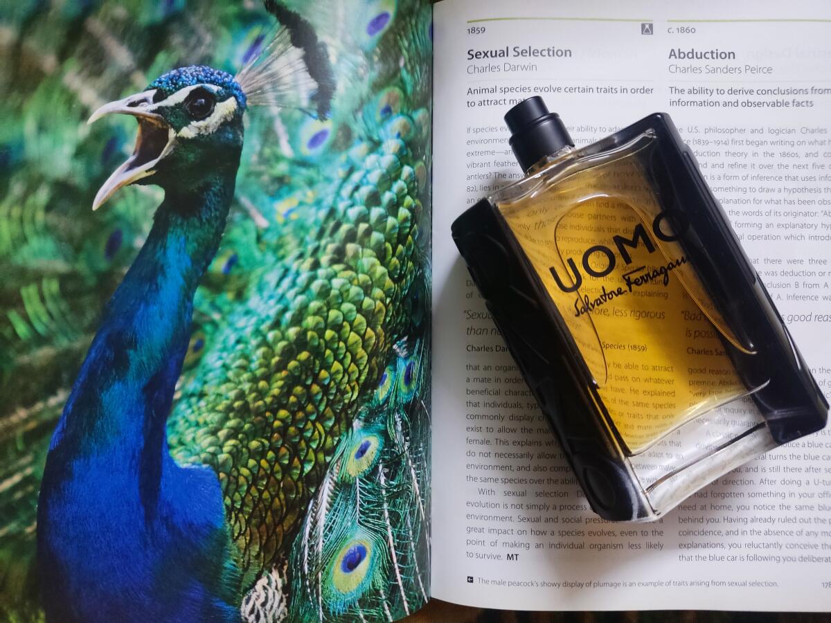 عطر ادکلن یومو سالواتوره فراگامو سالواتوره فراگامو - Uomo Salvatore Ferragamo Salvatore Ferragamo - بررسی، قیمت و خرید