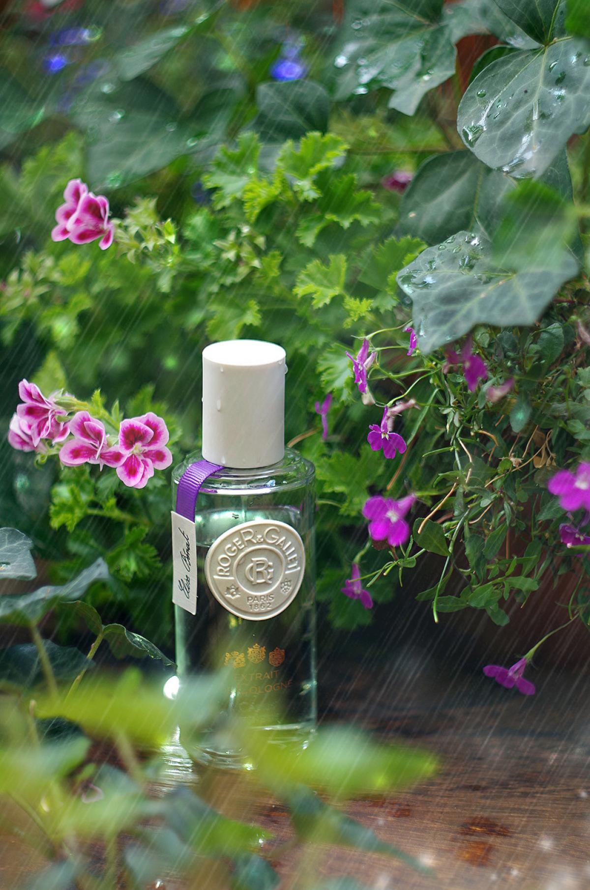 عطر ادکلن کاسیس فرنزی راجر اند گالت - Cassis Frénésie Roger & Gallet - بررسی، قیمت و خرید