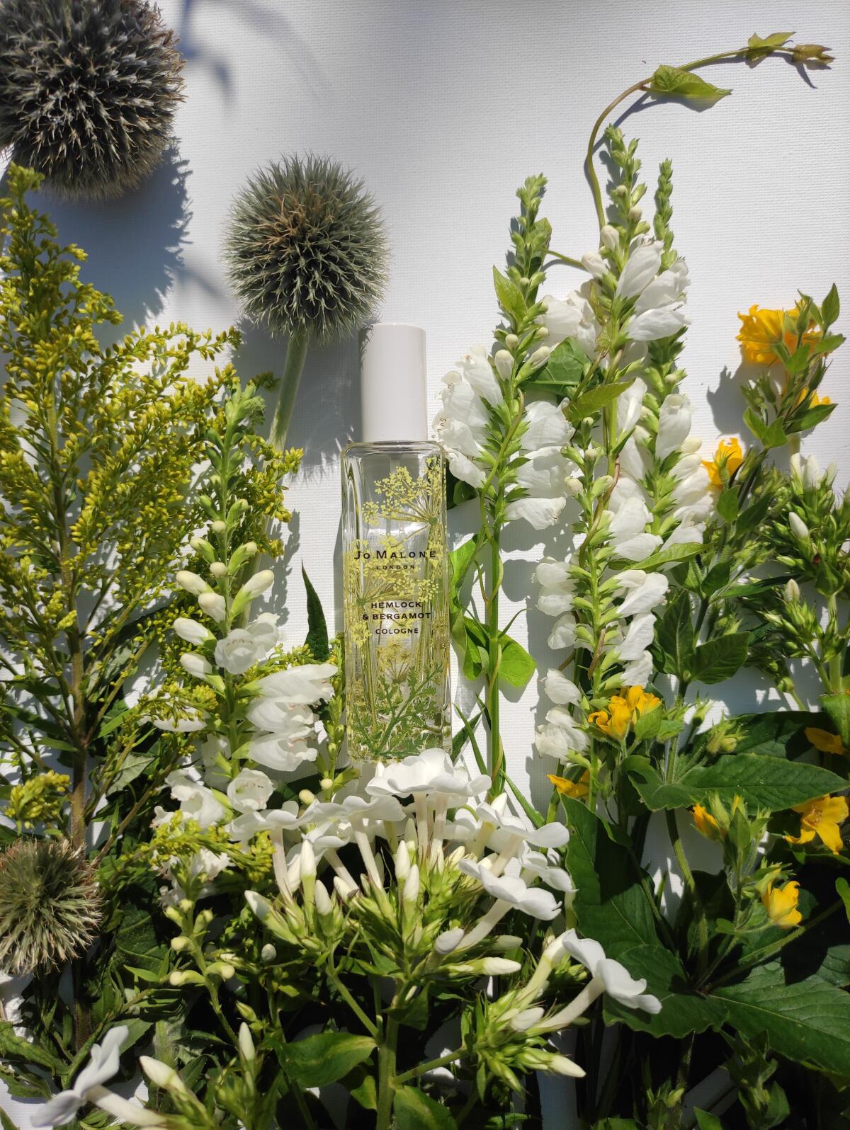 عطر ادکلن هملاک اند برگاموت جو مالون لاندن - Hemlock & Bergamot Jo Malone London - بررسی، قیمت و خرید