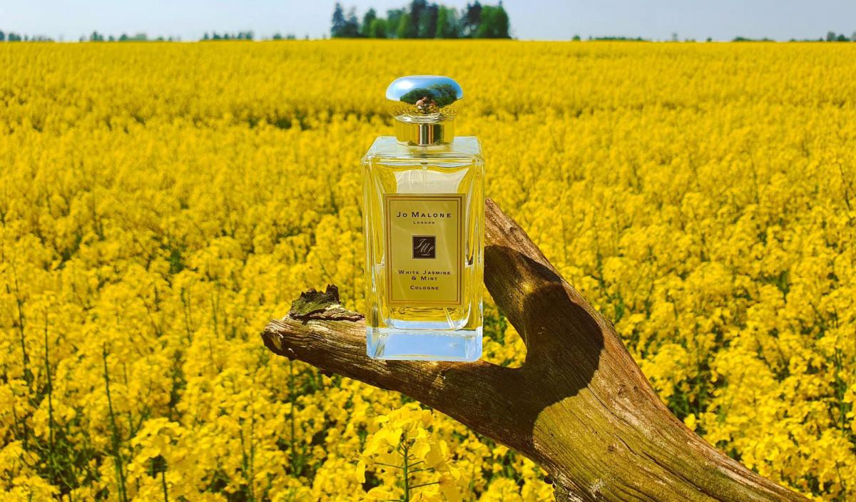 عطر ادکلن وایت جاسمین اند مینت جو مالون لندن - White Jasmine & Mint Jo Malone London - بررسی، قیمت و خرید
