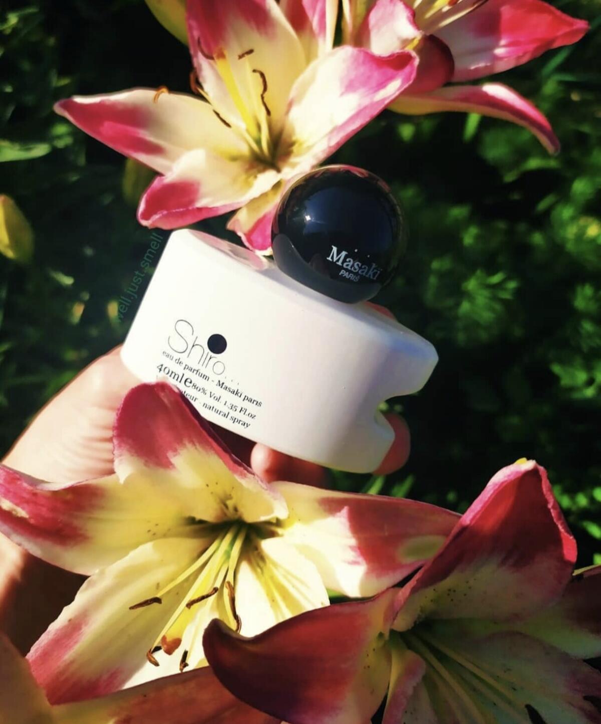 عطر ادکلن ماساکی شیرو ماساکی ماتسوشیما - Masaki Shiro Masaki Matsushima - بررسی، قیمت و خرید