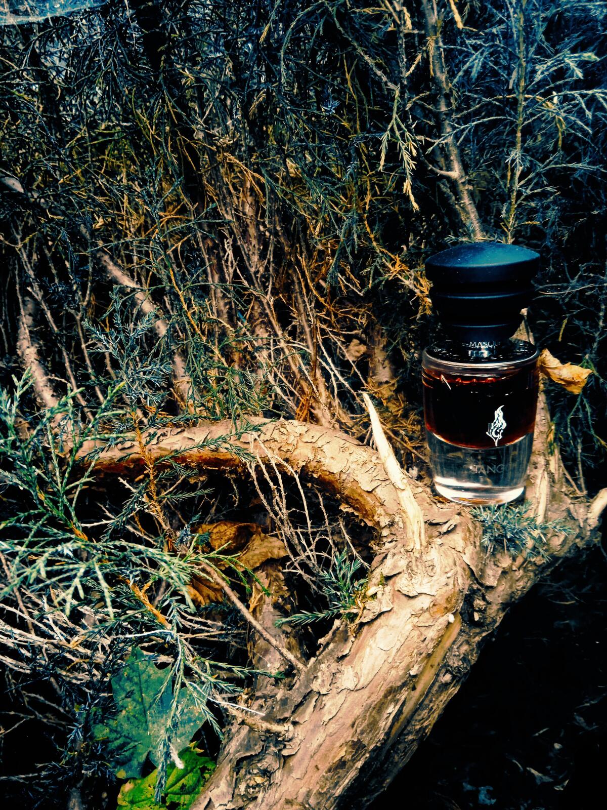 عطر ادکلن tæŋɡo ماسک میلانو - Tango Masque Milano - بررسی، قیمت و خرید