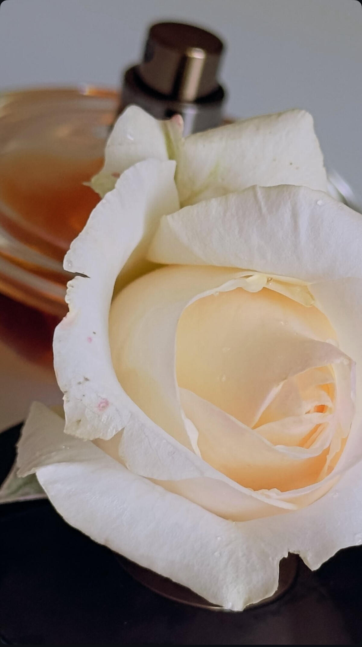 عطر ادکلن ابسولو روشاس - Absolu Rochas - بررسی، قیمت و خرید