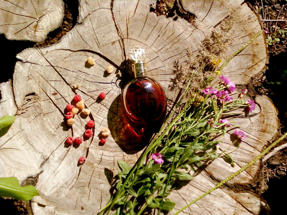 عطر ادکلن روبرتو کاوالی اسانزا روبرتو کاوالی - Roberto Cavalli Essenza Roberto Cavalli - بررسی، قیمت و خرید