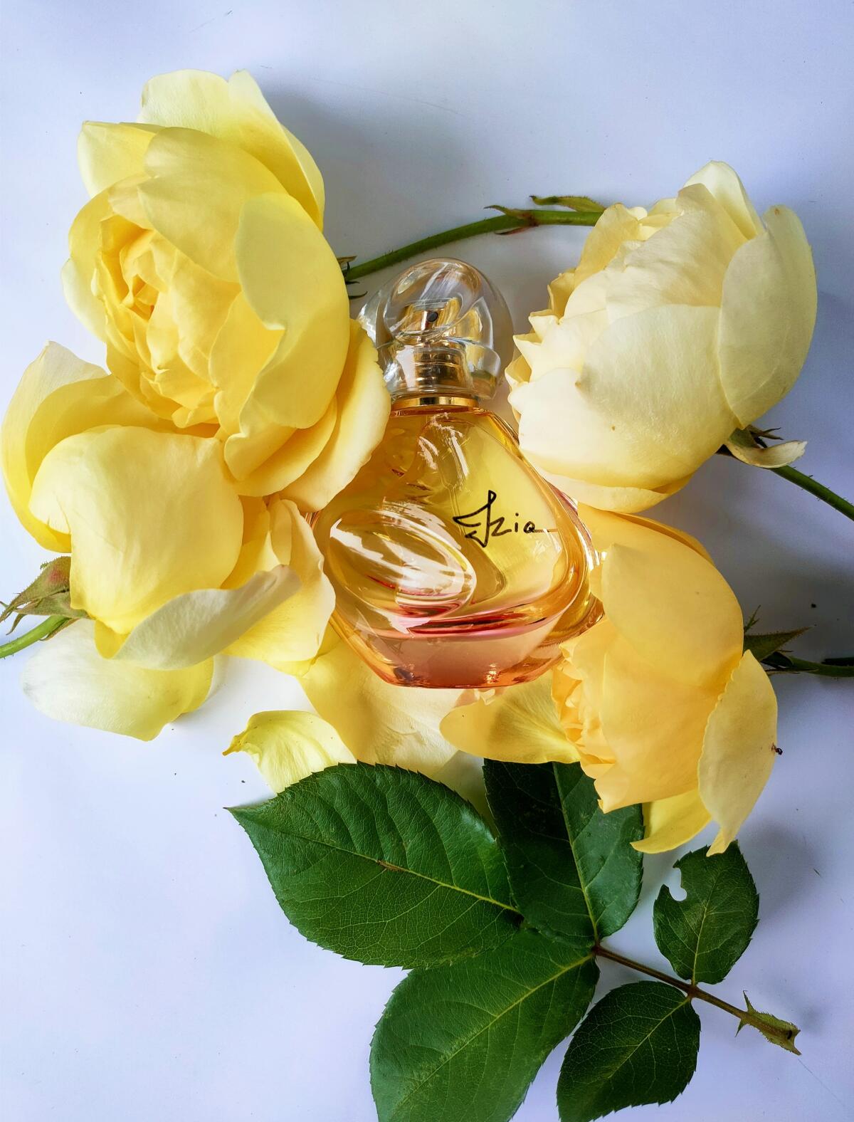 عطر ادکلن ایزیا سیسلی - Izia Sisley - بررسی، قیمت و خرید