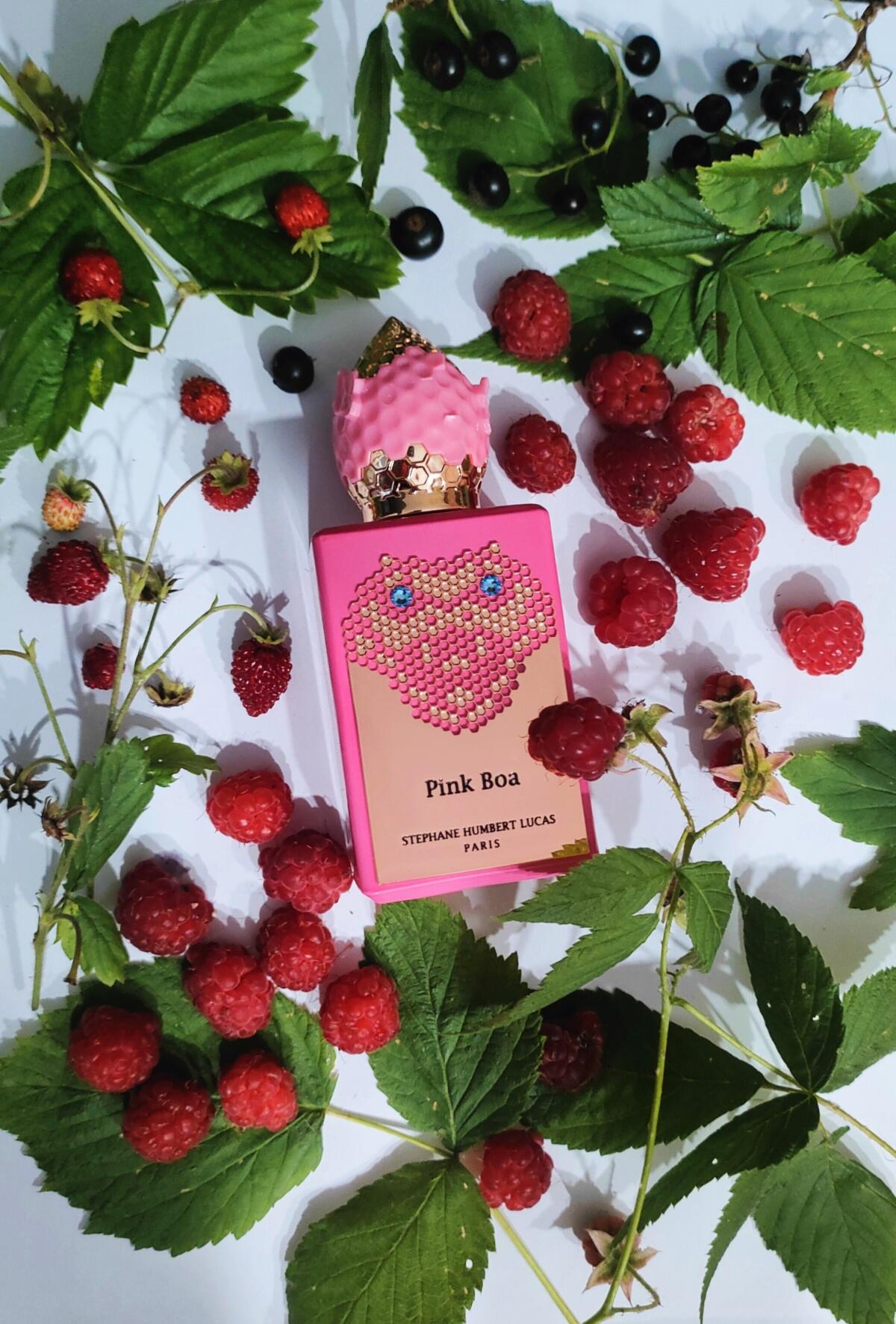 عطر ادکلن پینک بوا استفان هامبرت لوکاس ۷۷۷ - Pink Boa Stéphane Humbert Lucas 777 - بررسی، قیمت و خرید