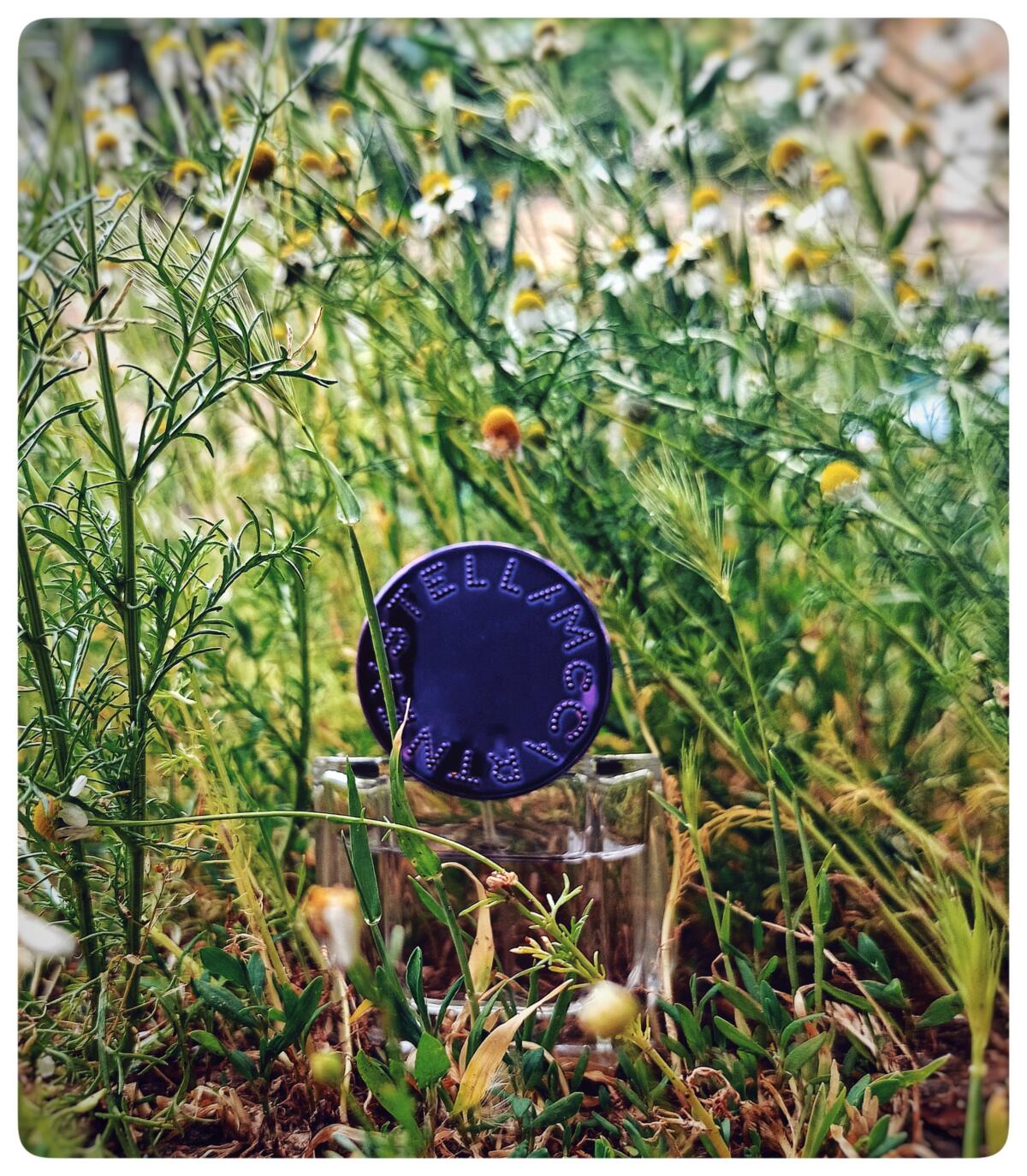 عطر ادکلن پاپ بلوابل استلا مک‌کارتنی - Pop Bluebell Stella McCartney - بررسی، قیمت و خرید