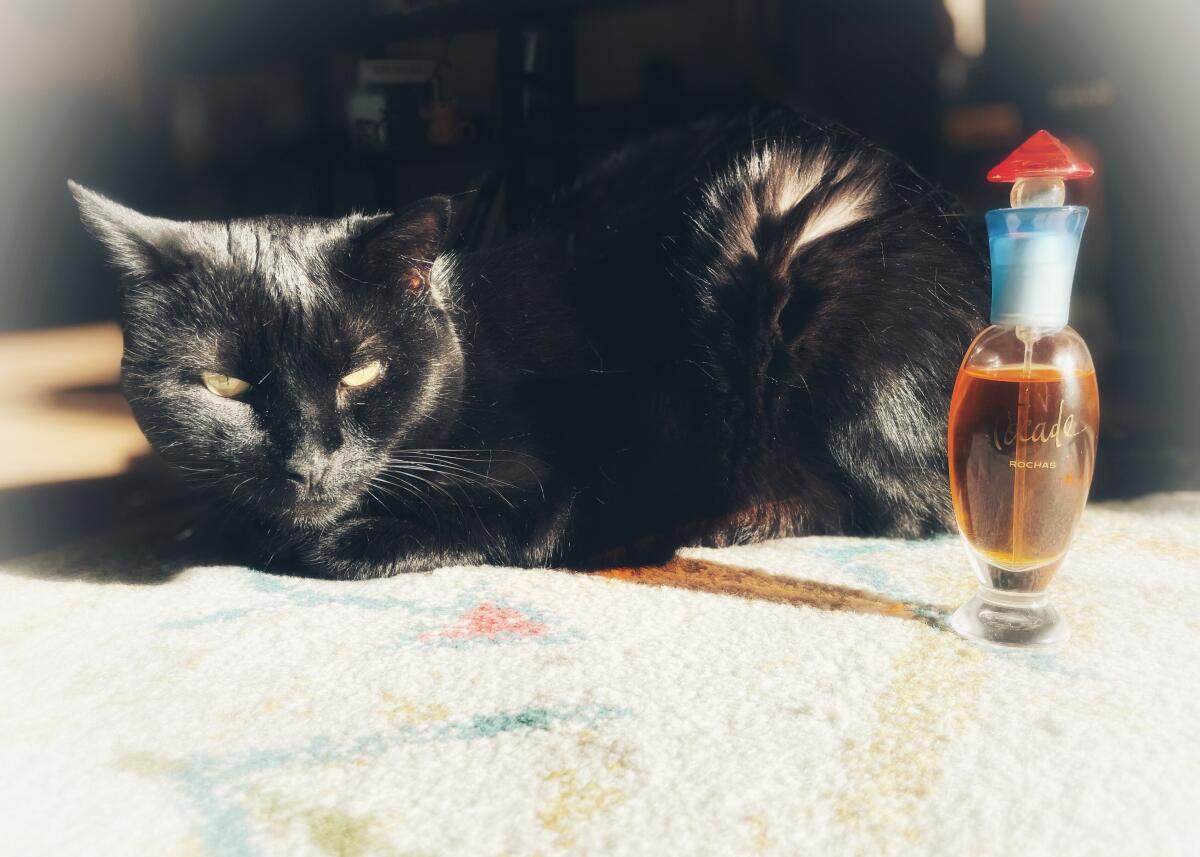 عطر ادکلن توکاد روچاس - Tocade Rochas - بررسی، قیمت و خرید