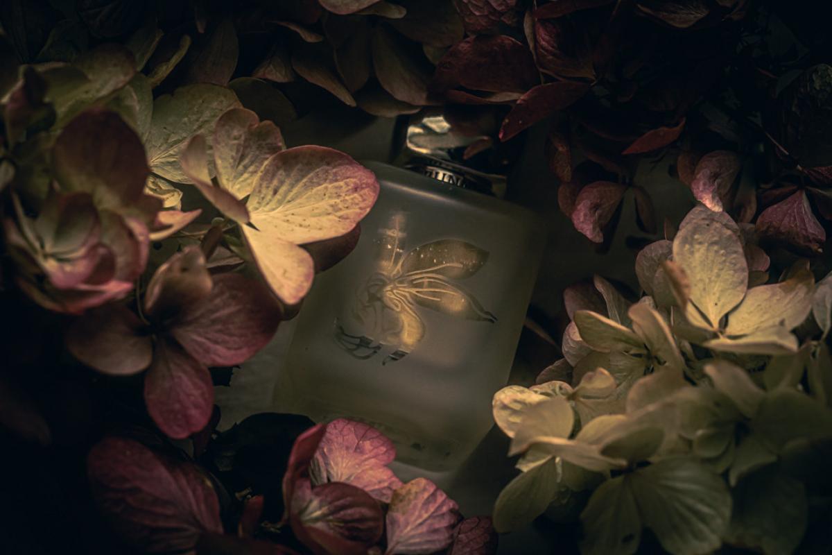 عطر ادکلن چاتویانت روج بانی روج - Chatoyant Rouge Bunny Rouge - بررسی، قیمت و خرید