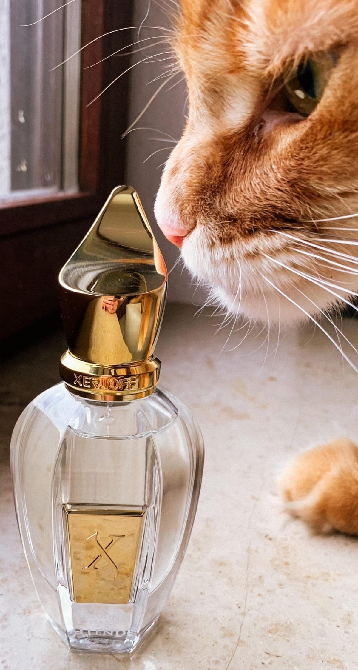 عطر ادکلن آلنده زرژوف - Allende Xerjoff - بررسی، قیمت و خرید