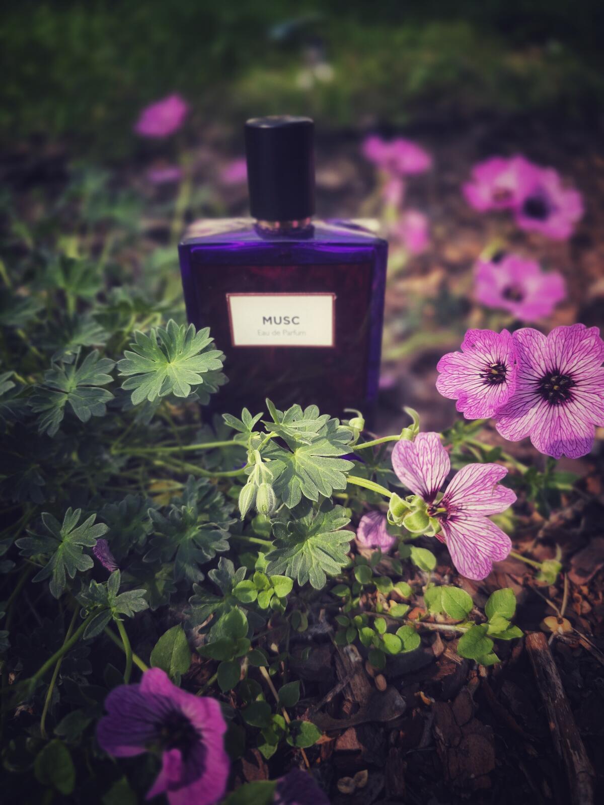 عطر ادکلن ماسک ادو پرفیوم مولینارد - Musc Eau de Parfum Molinard - بررسی، قیمت و خرید