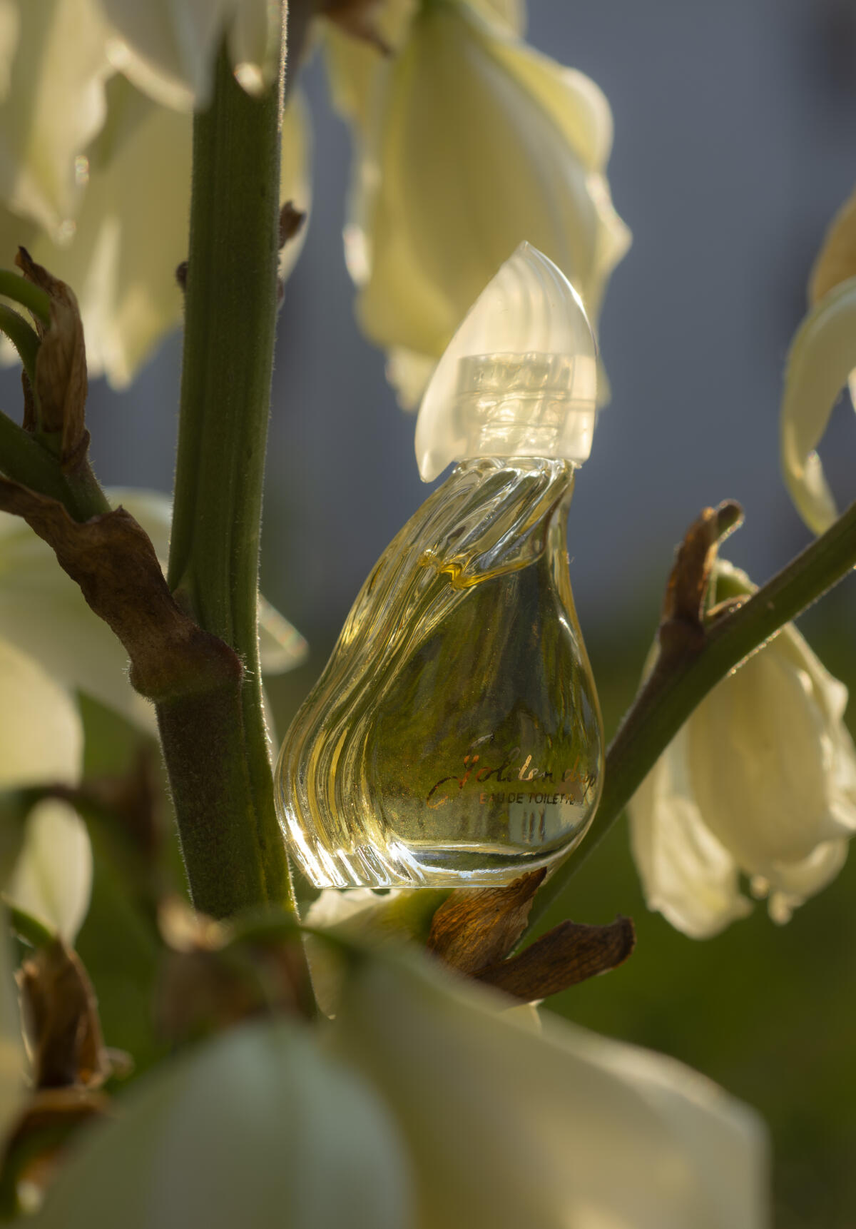 عطر ادکلن گلدن دراپ رایشِنباخ - Golden Drop Reichenbach - بررسی، قیمت و خرید