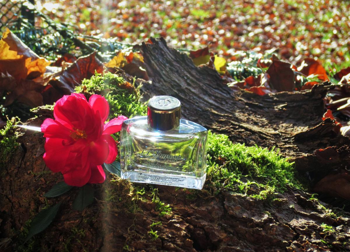 عطر ادکلن ۵۸ اونیو مونتاین پور فم دوپونت - 58 Avenue Montaigne pour Femme S.T. Dupont - بررسی، قیمت و خرید