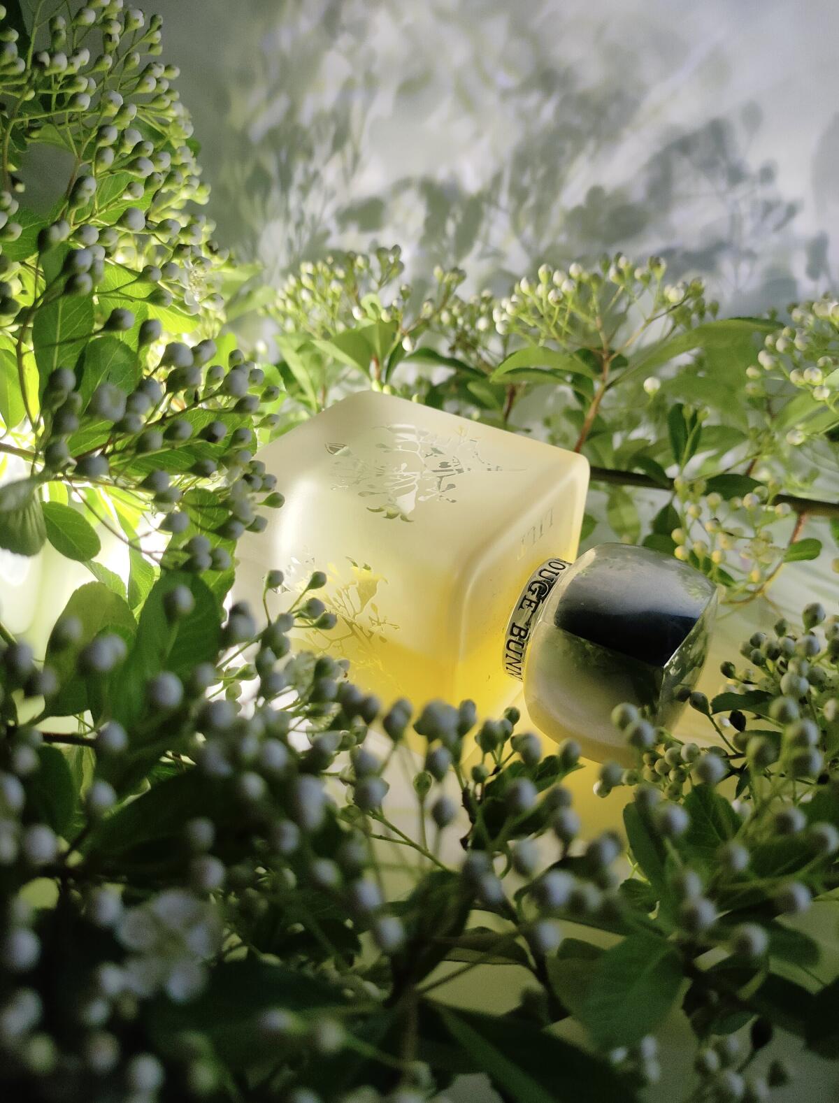 عطر ادکلن لیلْت روژ بانی روژ - Lilt Rouge Bunny Rouge - بررسی، قیمت و خرید