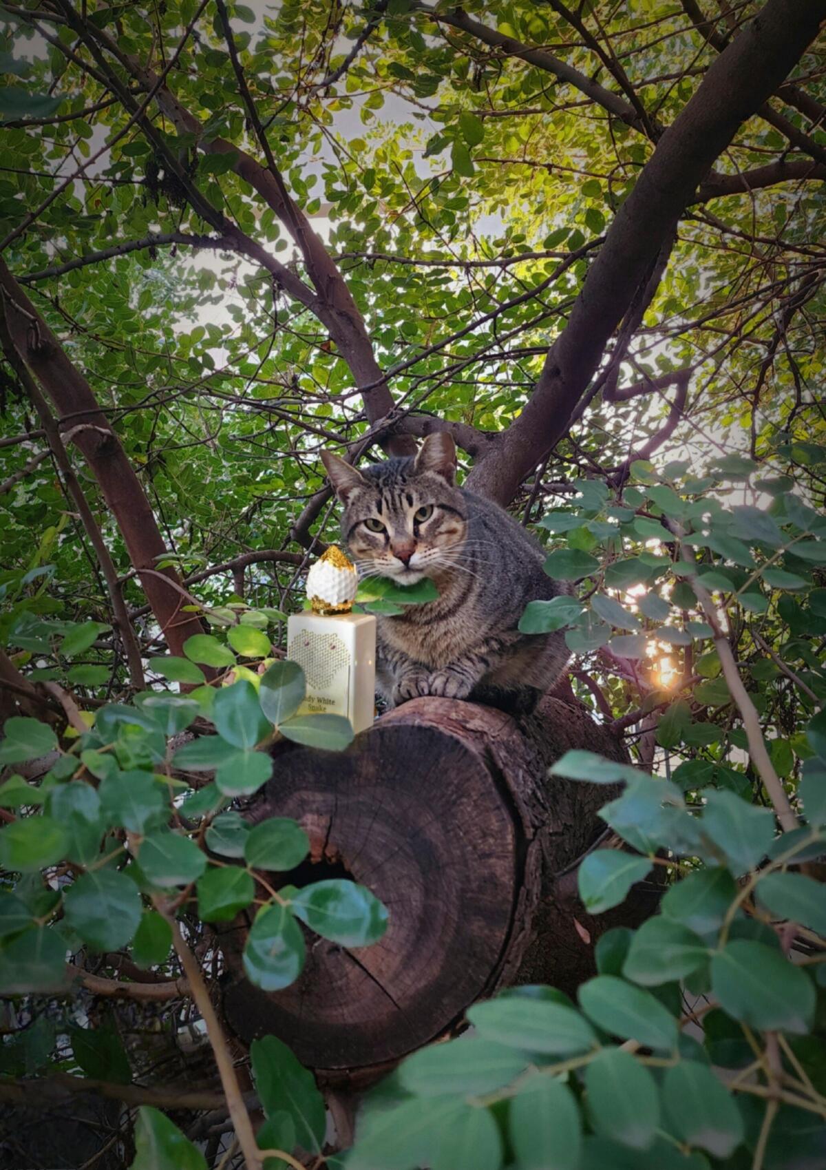 عطر ادکلن لیدی وایت اسنیک استفان هامبرت لوکاس ۷۷۷ - Lady White Snake Stéphane Humbert Lucas 777 - بررسی، قیمت و خرید