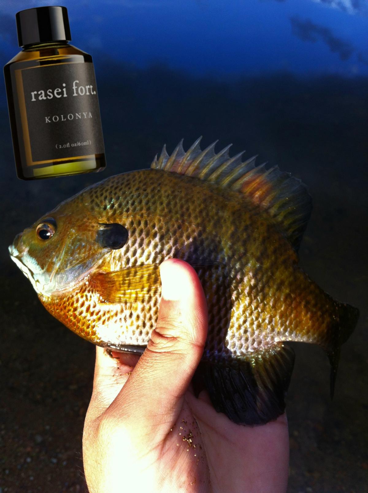 عطر ادکلن کلنیا راسِی فورت - Kolonya Rasei Fort - بررسی، قیمت و خرید