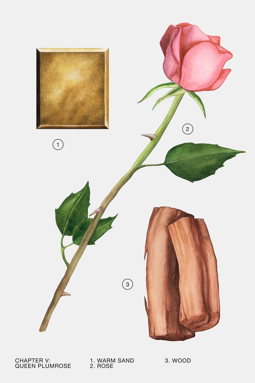 عطر ادکلن کوئین پلامروز زارا - Queen Plumrose Zara - بررسی، قیمت و خرید