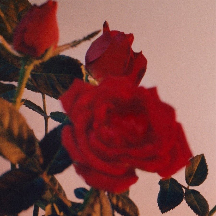 عطر ادکلن سانست او دو پرفیوم اینتنس جیل ساندر - Sunset Eau de Parfum Intense Jil Sander - بررسی، قیمت و خرید