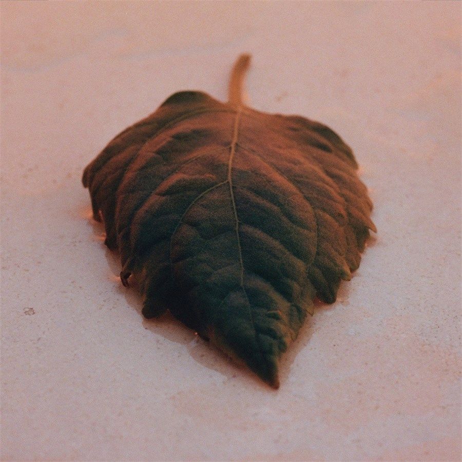 عطر ادکلن سانست او دو پرفیوم اینتنس جیل ساندر - Sunset Eau de Parfum Intense Jil Sander - بررسی، قیمت و خرید