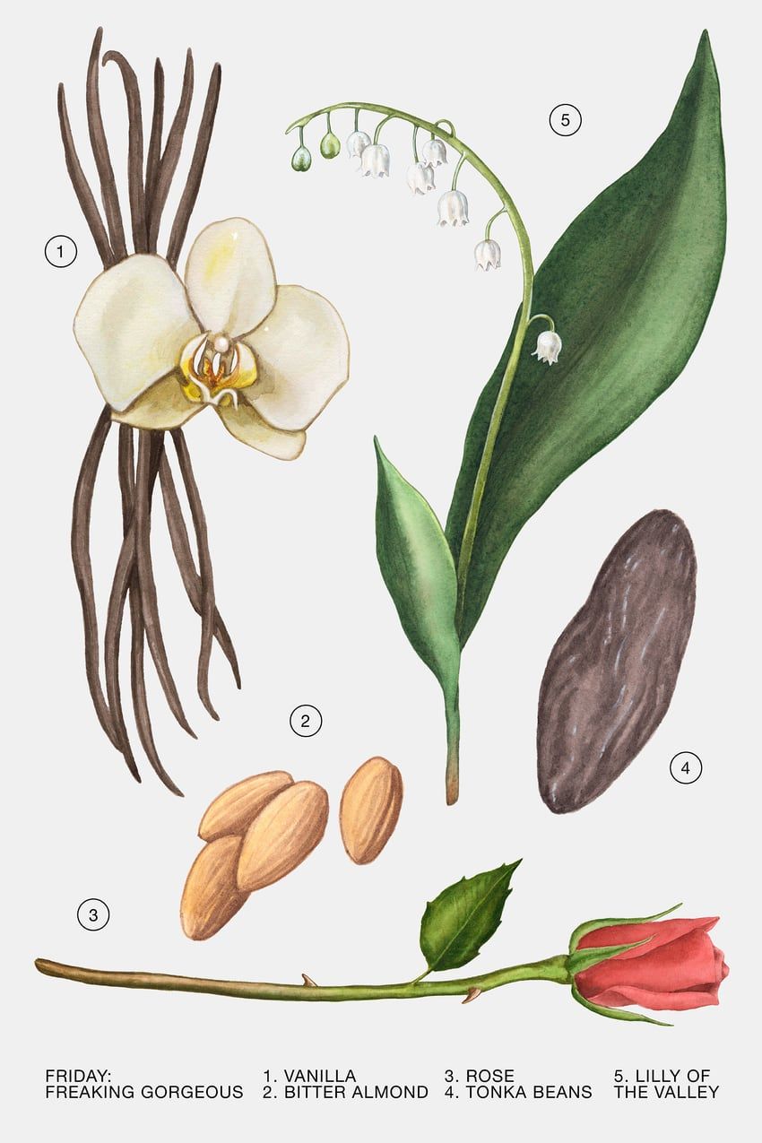 عطر ادکلن فرایدی فریکینگ گورجس زارا - Friday - Freaking Gorgeous Zara - بررسی، قیمت و خرید