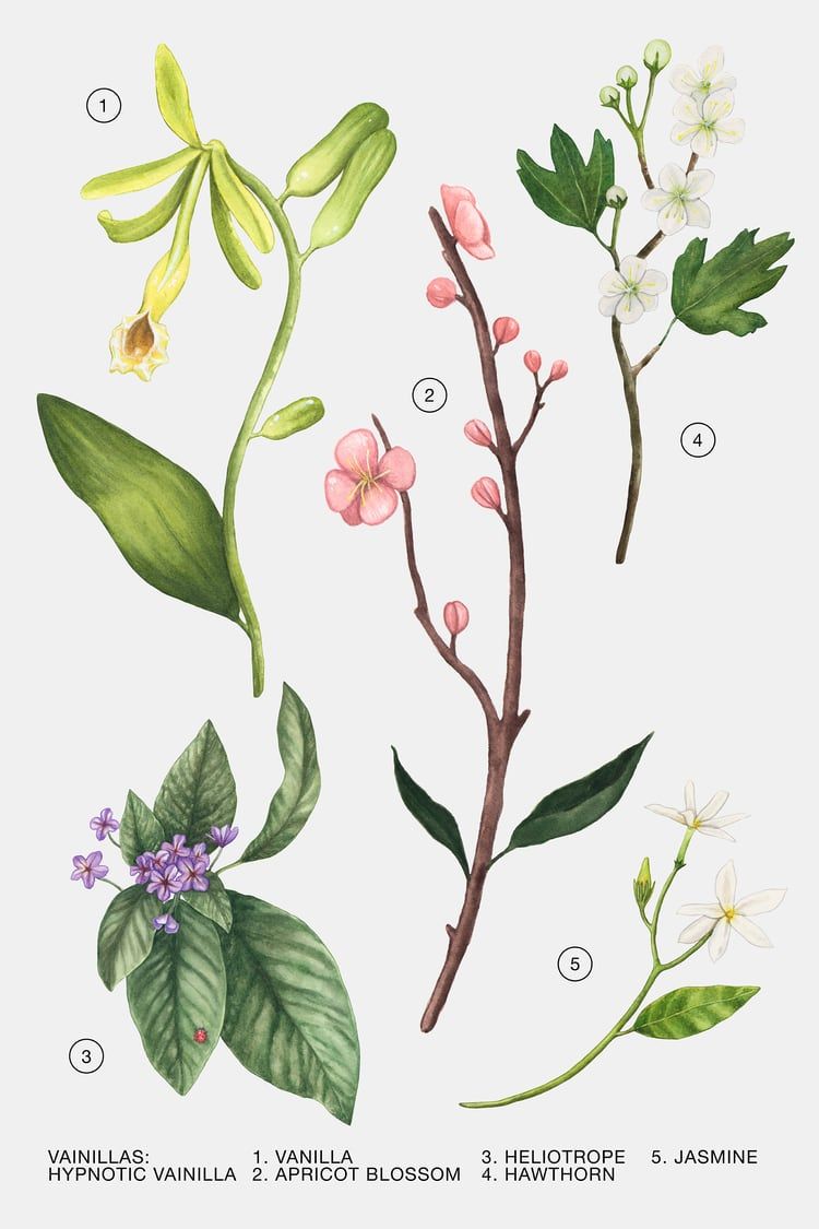 عطر ادکلن هیپنوتیک وانیلا زارا - Hypnotic Vanilla Zara - بررسی، قیمت و خرید